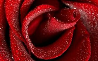 Red Rose HD Wallpaper