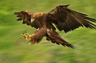 American Golden Eagle Choice Wallpaper