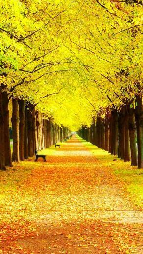 Yellow Forest Landscape iPhone Wallpaper HD