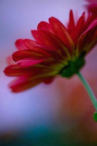 HD Flower Cell Phone Wallpaper For iPhone Background