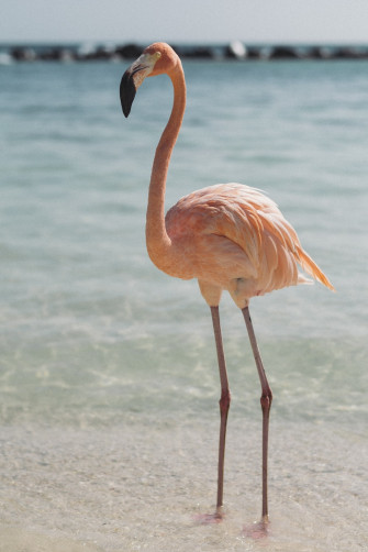 Flamingo Wallpaper HD Hq
