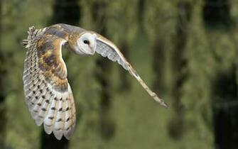 Owl Bird Is Provided With High Quality Resolution For Your Desktop