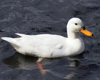 Duck H D Best Wallpaper