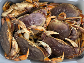 Fresh Dungeness Crabsin Bin Wallpaper