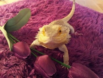 Bearded Dragon Wallpaper