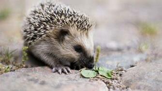 Wallpaper Hedgehog Nose Cute Spiny Full HD 1080p
