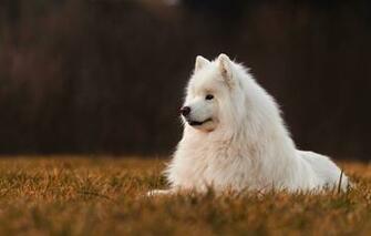 Wallpaper Field The Dark Background Dog Samoyed Image For