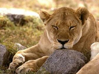 African Animals Desktop Wallpaper Animal Nature