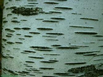 Birch Bark Tree Sugar Mountain Farm