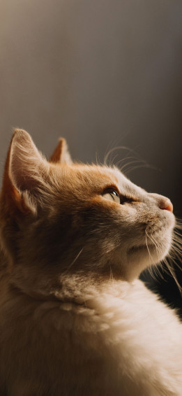 Cute Cat iPhone Wallpaper