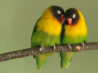 Wallpaper Love Birds