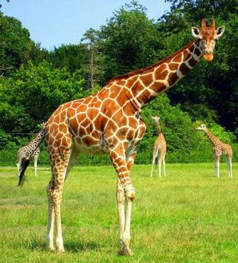 Giraffe Wallpaper