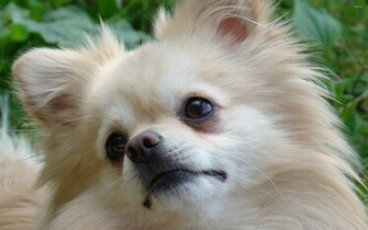 Pomeranian Wallpaper Animal