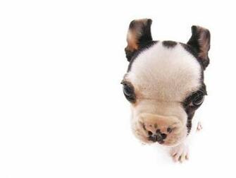 Funny Dogs Wallpaper Cute Cats Background
