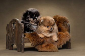 Pomeranian HD Wallpaper And