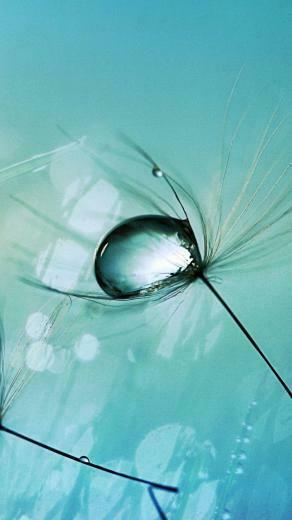 Dandelion HD Wallpaper Android