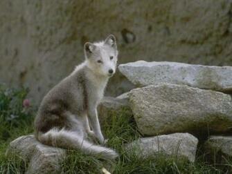 Screensaver Screensavers Wolf Baby