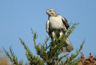 All Wallpaper Ferruginous Hawk Pictures