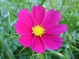 Cosmos Flower Wallpaper Orange