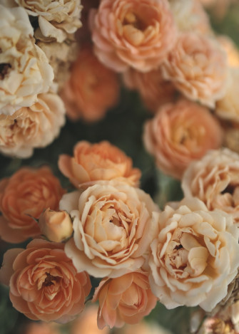Orange Flower Pictures Image