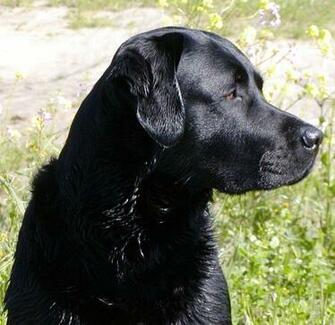 Wallpaper Black Lab Dogs