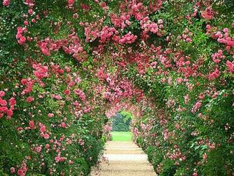 Rose Garden HD Wallpaper Wallpapercharlie