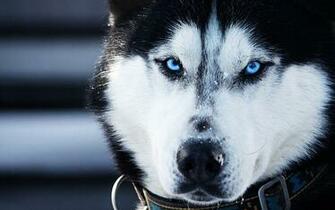 Siberian Husky Wallpaper