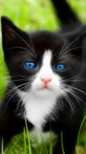 Black Cat iPhone Wallpaper 5s 5c
