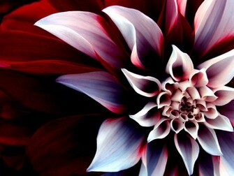 Beautiful Wallpaper Flowers