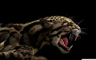 Black Background Clouded Leopards Sharp Teeth Wallpaper