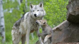 Wolf HD Background Wallpaper HDBackground