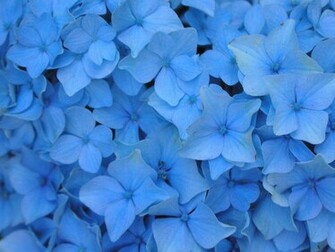 Blue Flowers Wallpaper