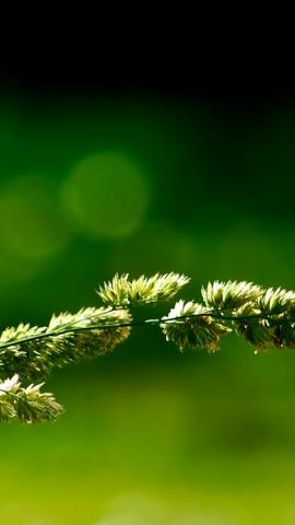 Green Nature iPhone Wallpaper