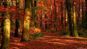 Autumn Wallpaper Fond Ecran HD