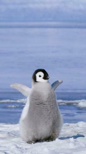 Penguin Wallpaper iPhone 3d
