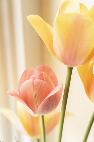 Best Tulip Pictures HD Image