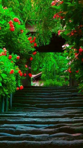 Spring HD Wallpaper For Android