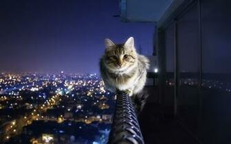 Cats Widescreen Wallpaper High Definition Quality
