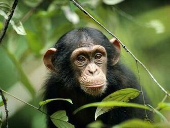 Chimpanzee Wallpaper 22d4215 Wallpaperexpert