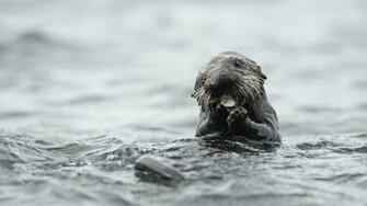 Sea Otter Wallpaper