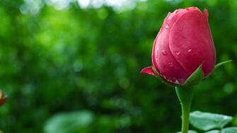 Flower Wallpaper Desktop Best Flowers