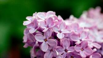 Light Purple Flowers P Wallpaper HD