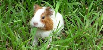 HD Wallpaper Guinea Pig