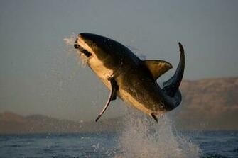 Air Jaws Voices