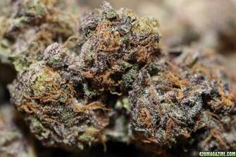 Purple Kush Wallpaper Re