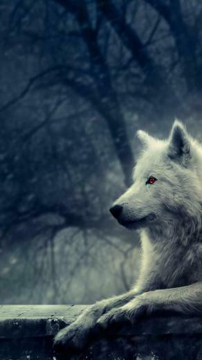 Ghost Wallpaper Gameofthrones Jonsnow Direwolf Housestark