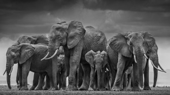 Animal Elephant 4k Wallpaper HD