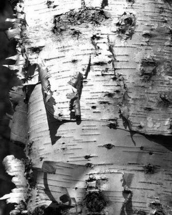 White Birch Bark Wallpaper In Black And