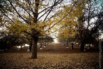 Background Widescreen Wallpaper Pictures
