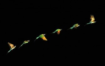 Pin Animal Planet Wallpaper